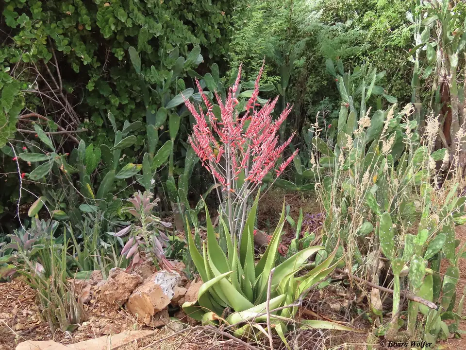 Aloesecundiflora.jpg
