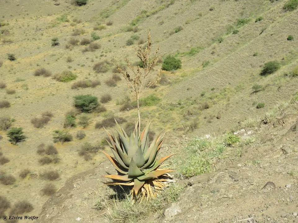 Aloesecundiflora1.jpg