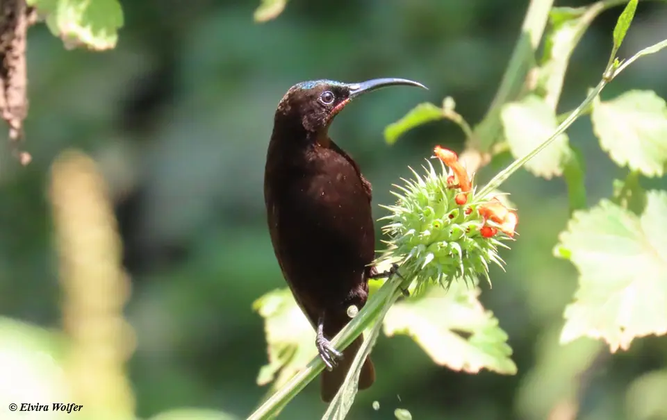 AmethystSunbird2.jpg