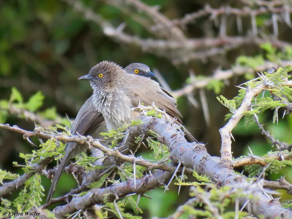 Arrow-markedBabbler.jpg