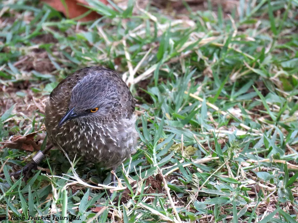 Arrow-markedBabbler1.jpg