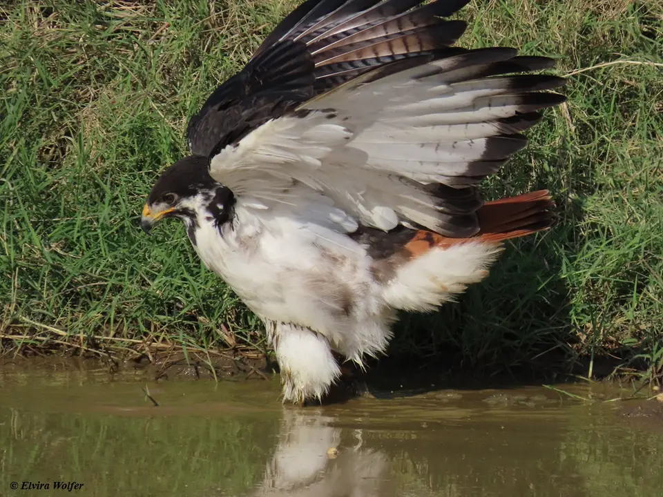 AugurBuzzardbathing3.jpg