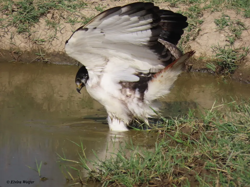 AugurBuzzardbathing7.jpg