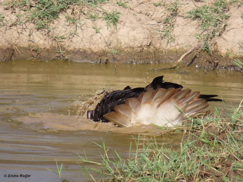 AugurBuzzardbathing9.jpg