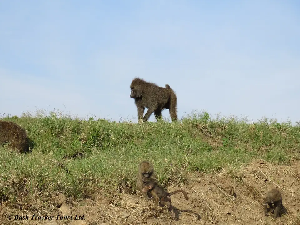 Baboons1.jpg