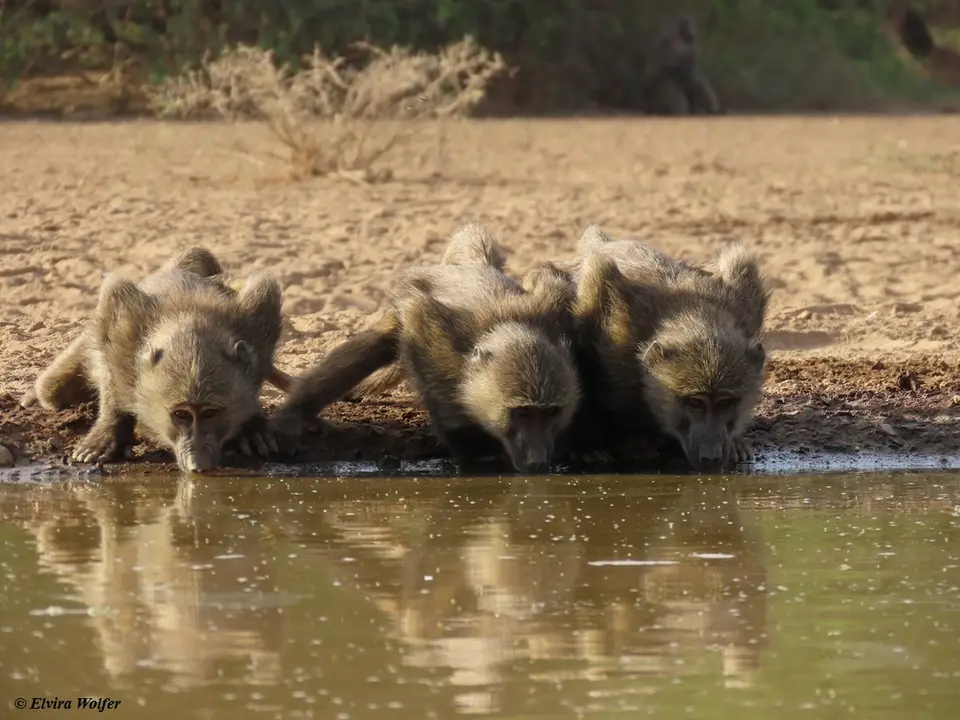 Baboons3.jpg