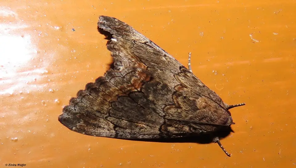 BandedAchaea-Achaeacatella.jpg