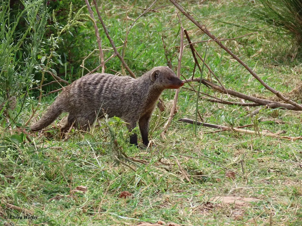 BandedMongoose1-2-3.jpg