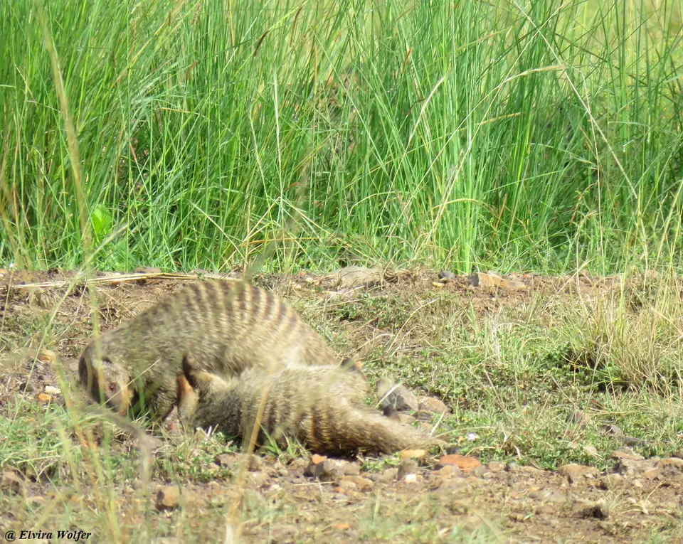 BandedMongoose1.jpg