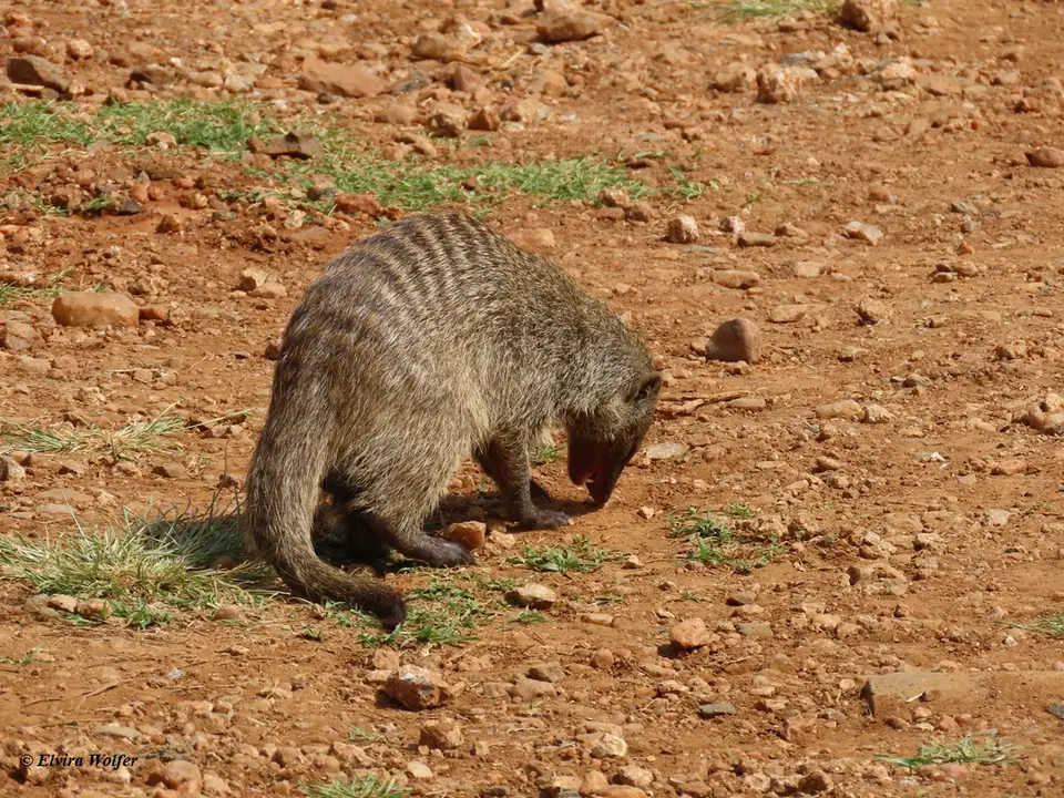 BandedMongoose2-2-3.jpg