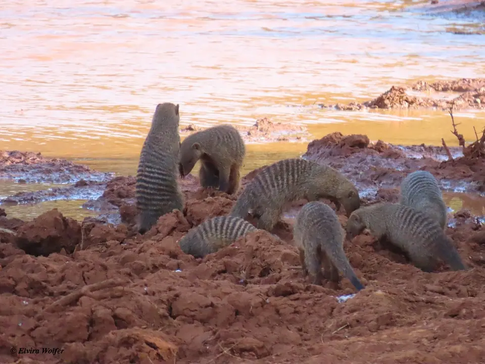 BandedMongoose2-2.jpg