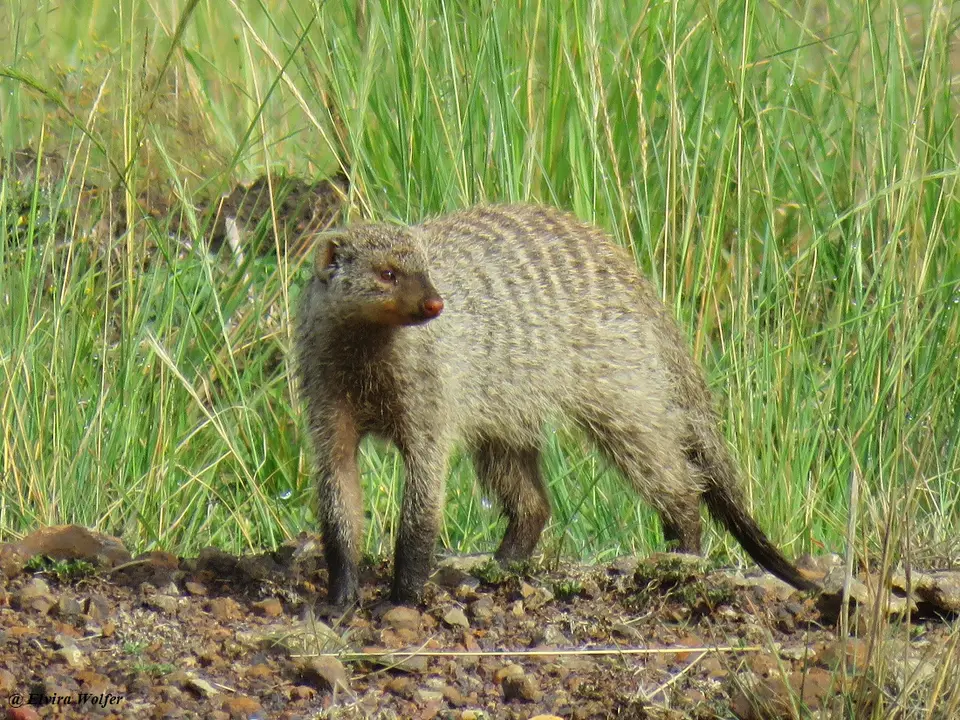 BandedMongoose2.jpg