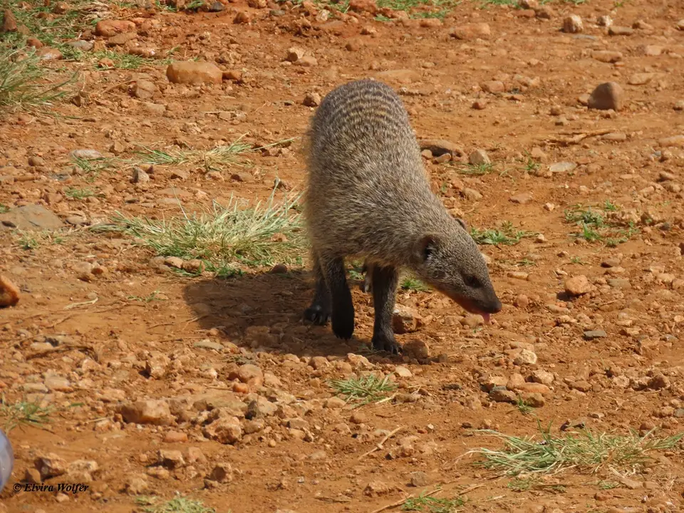 BandedMongoose3-2.jpg