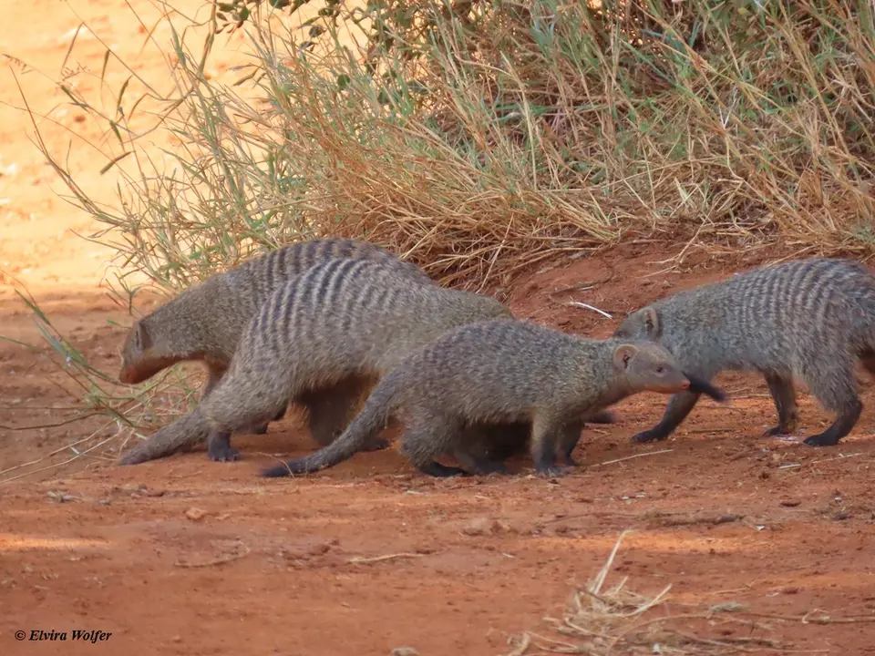 BandedMongoose3.jpg