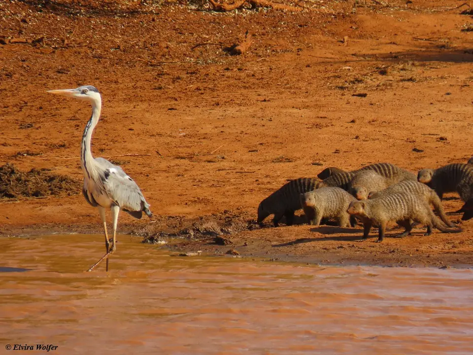 BandedMongoose4GreyHeron.jpg
