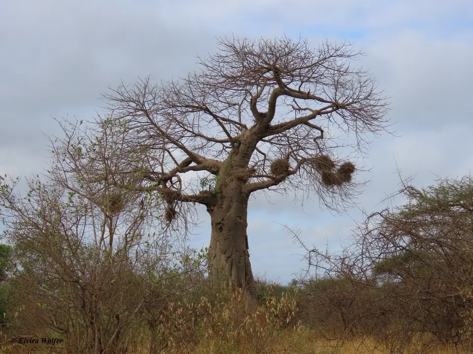 Baobab-2-3.jpg