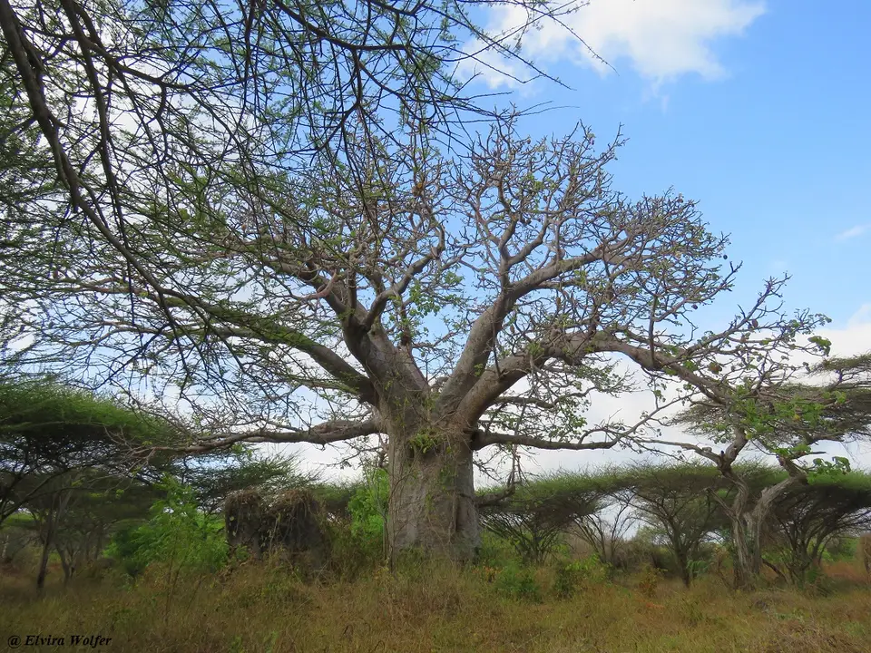Baobab-2.jpg