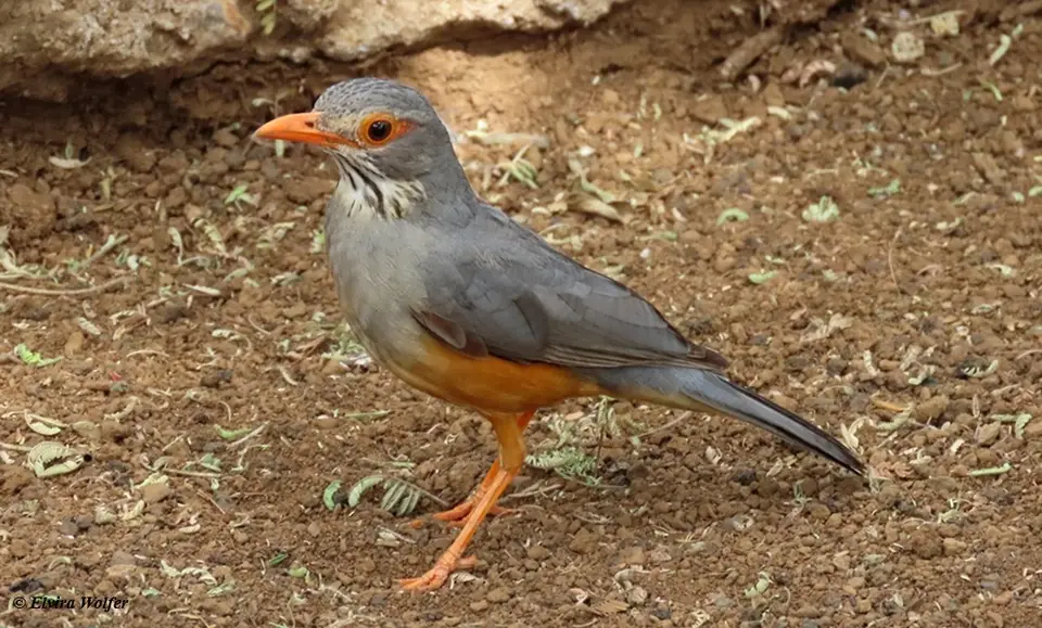 Bare-eyedThrush.jpg