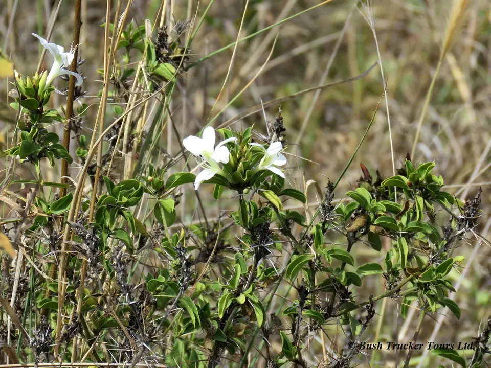 Barleriatrispinosa.jpg