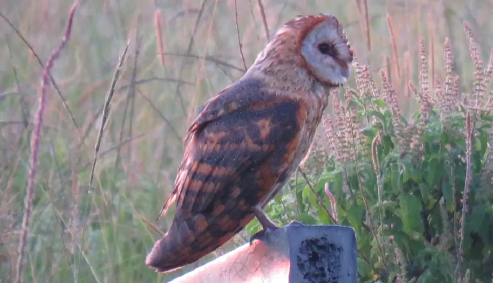 BarnOwl.jpg