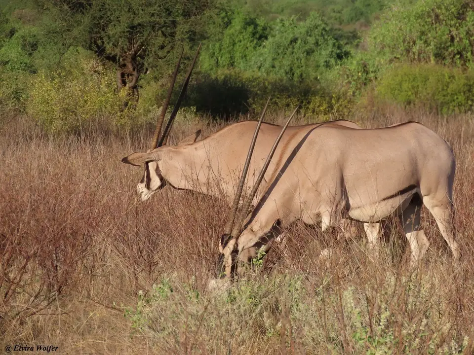 BeisaOryx-2.jpg