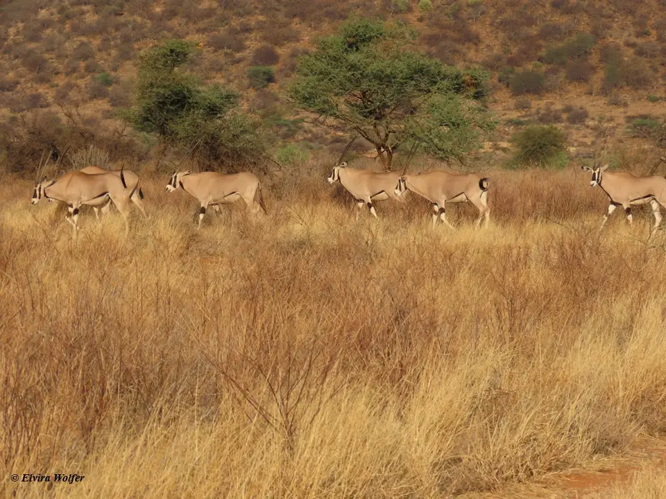 BeisaOryx1-2.jpg