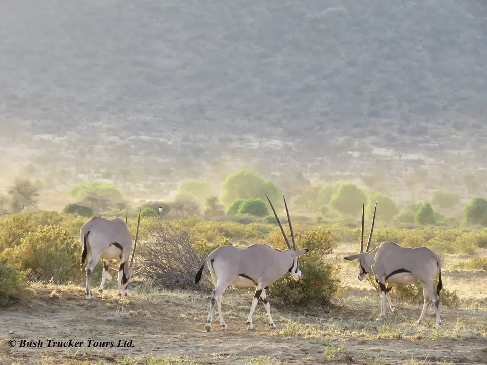 BeisaOryx2-2.jpg