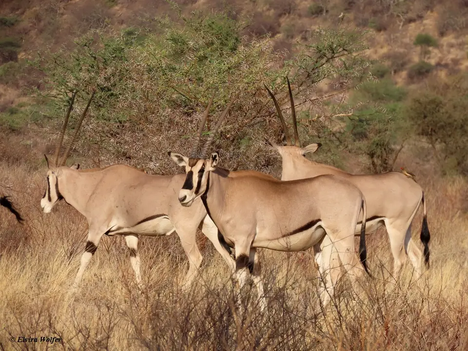 BeisaOryx3.jpg