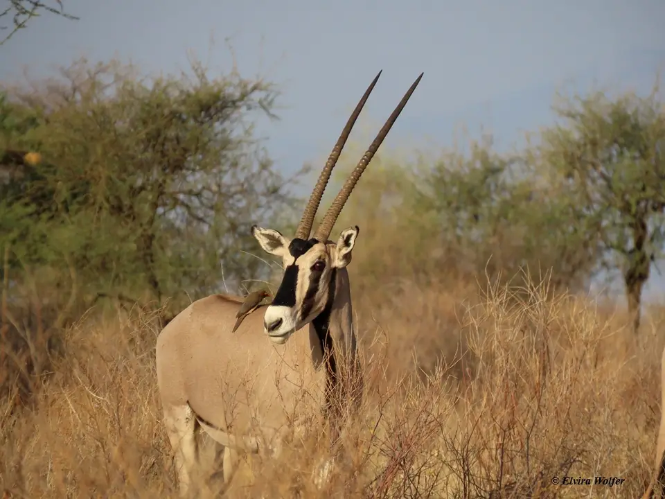 BeisaOryx4.jpg