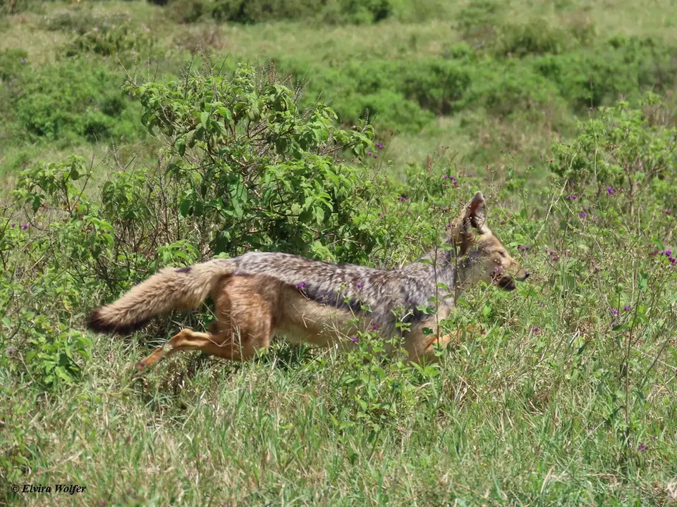 Black-backedJackal2-2.jpg