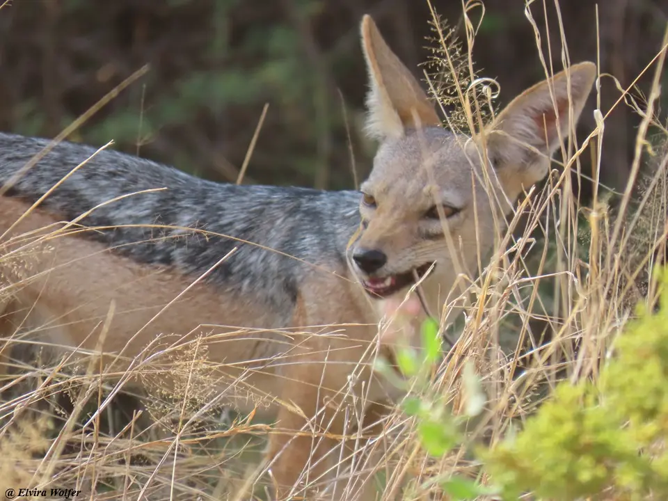 Black-backedJackal2.jpg