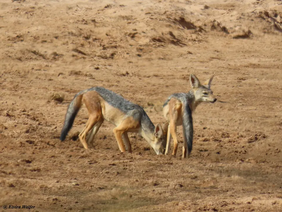 Black-backedJackal4.jpg