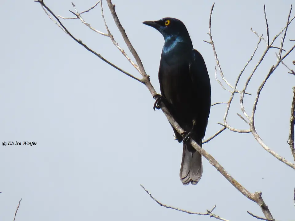 Black-belliedStarling.jpg
