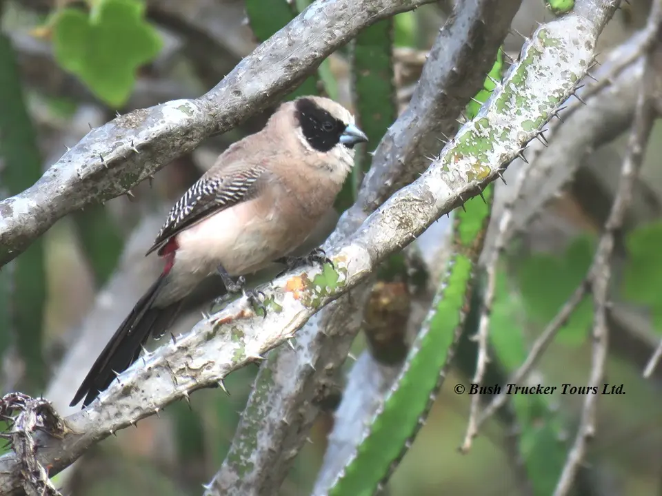 Black-cheekedWaxbill1.jpg
