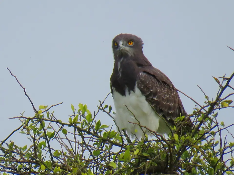 Black-chestedSnake-Eagle.jpg