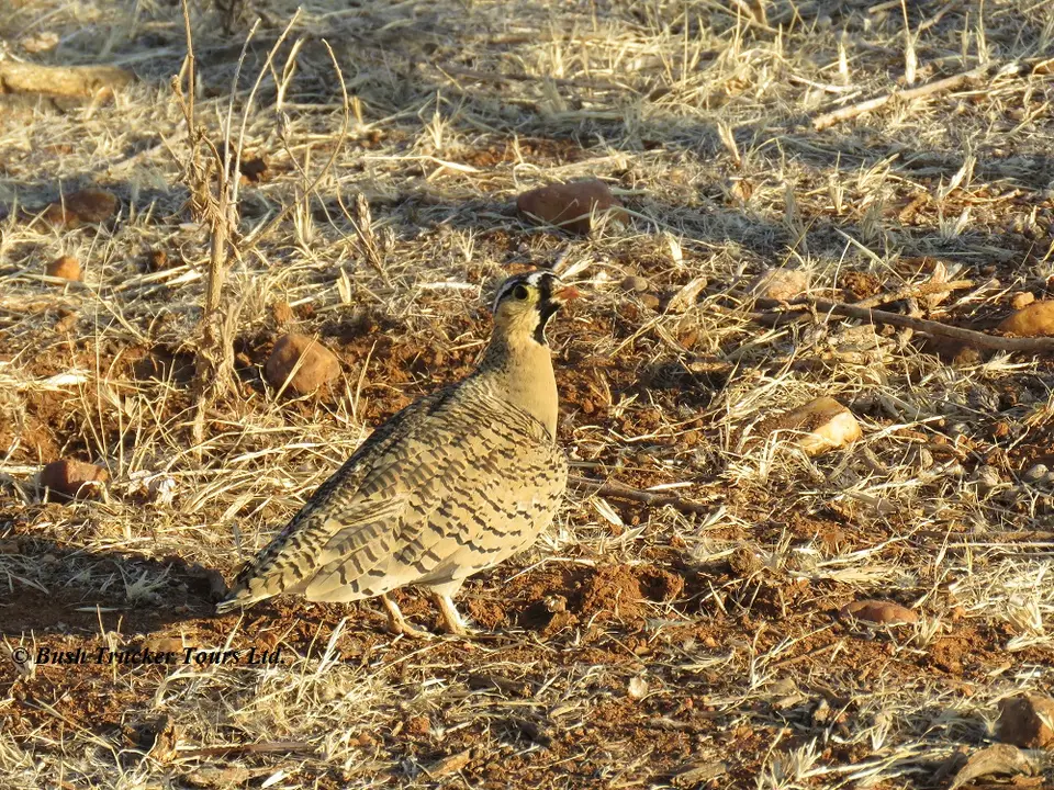 Black-facedSandgrouse-2.jpg