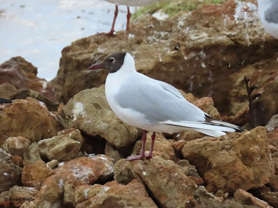 Black-headedGull.jpg