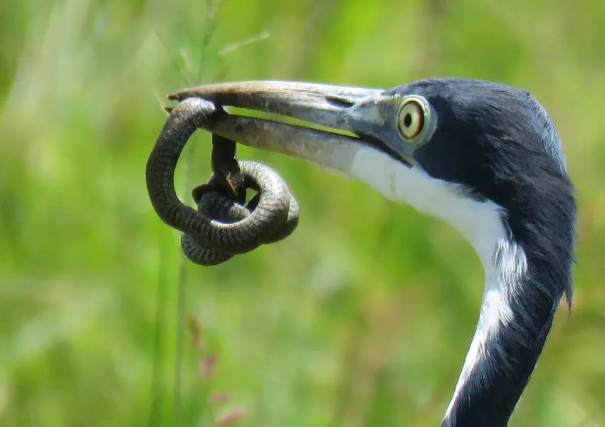 Black-headedHeronwithSlugEater.jpg