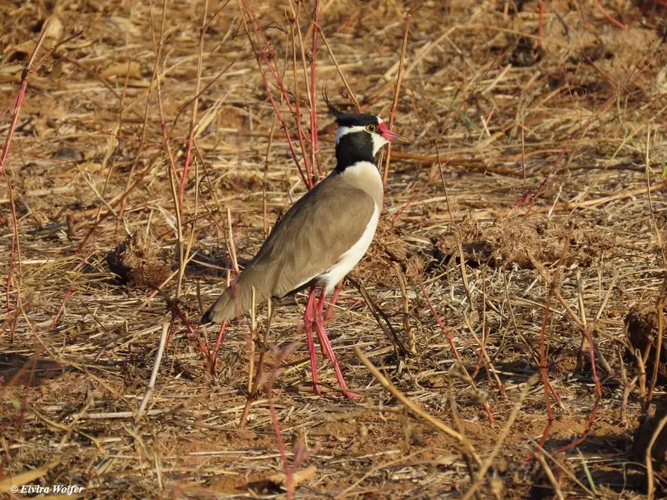 Black-headedLapwing.jpg