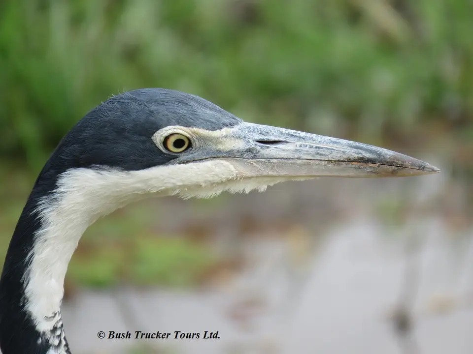 Black-headedheron.jpg