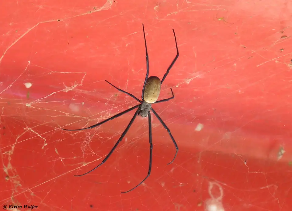 Black-leggedgolden-orbspider2.jpg