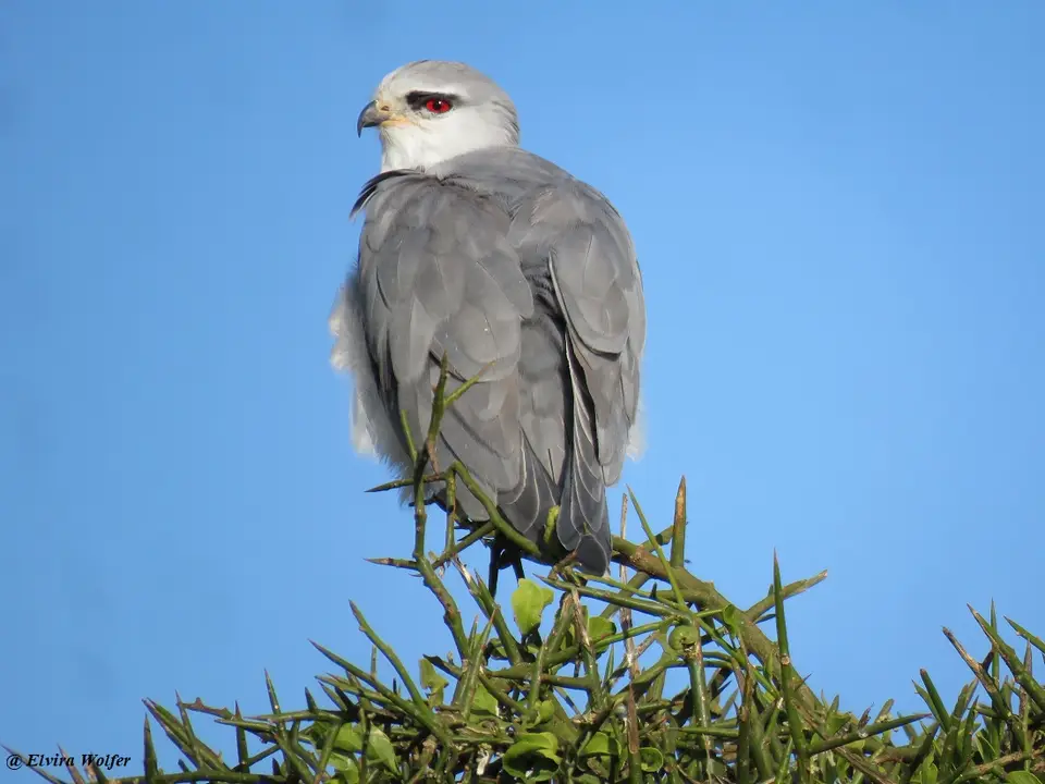 Black-shoulderedKite.jpg