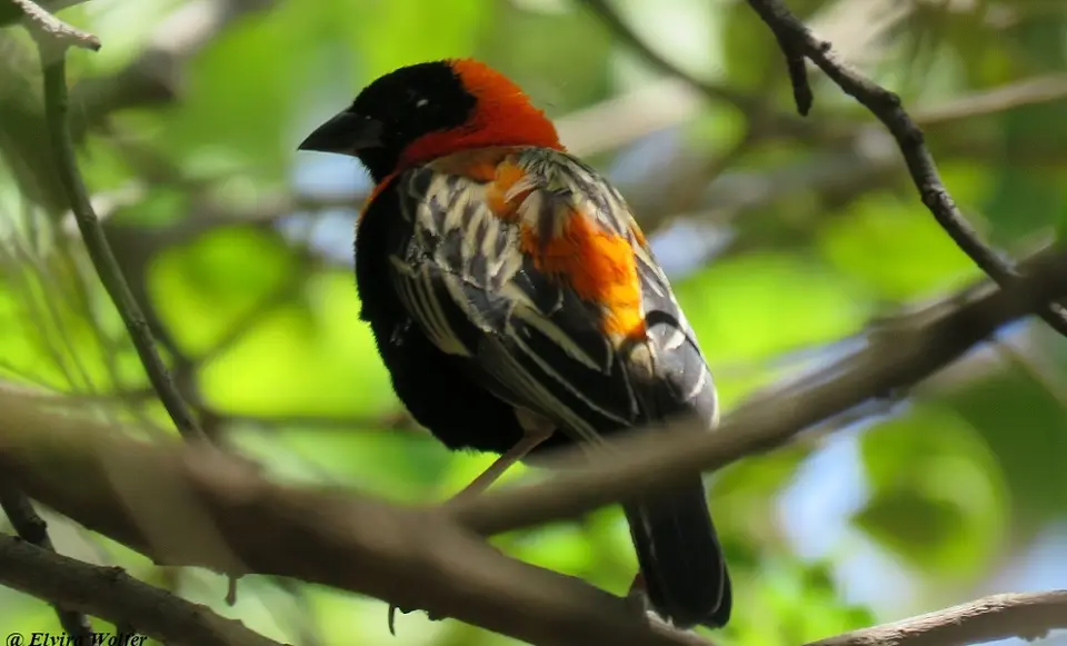 BlackBishop-Euplectesgierowiifriederichseni.jpg
