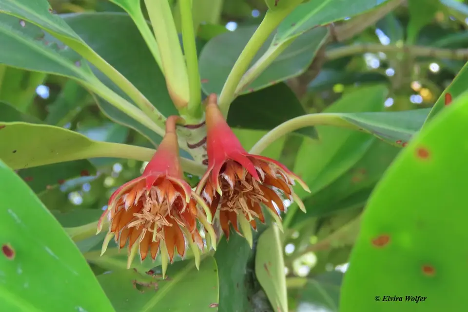 BlackMangroveflower.jpg