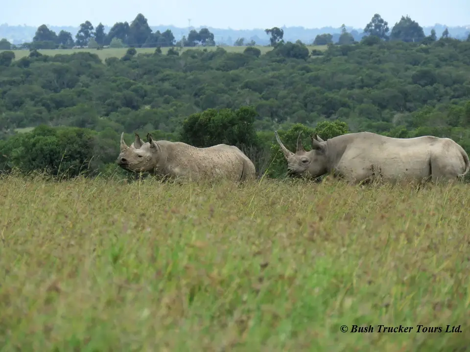 BlackRhino1.jpg