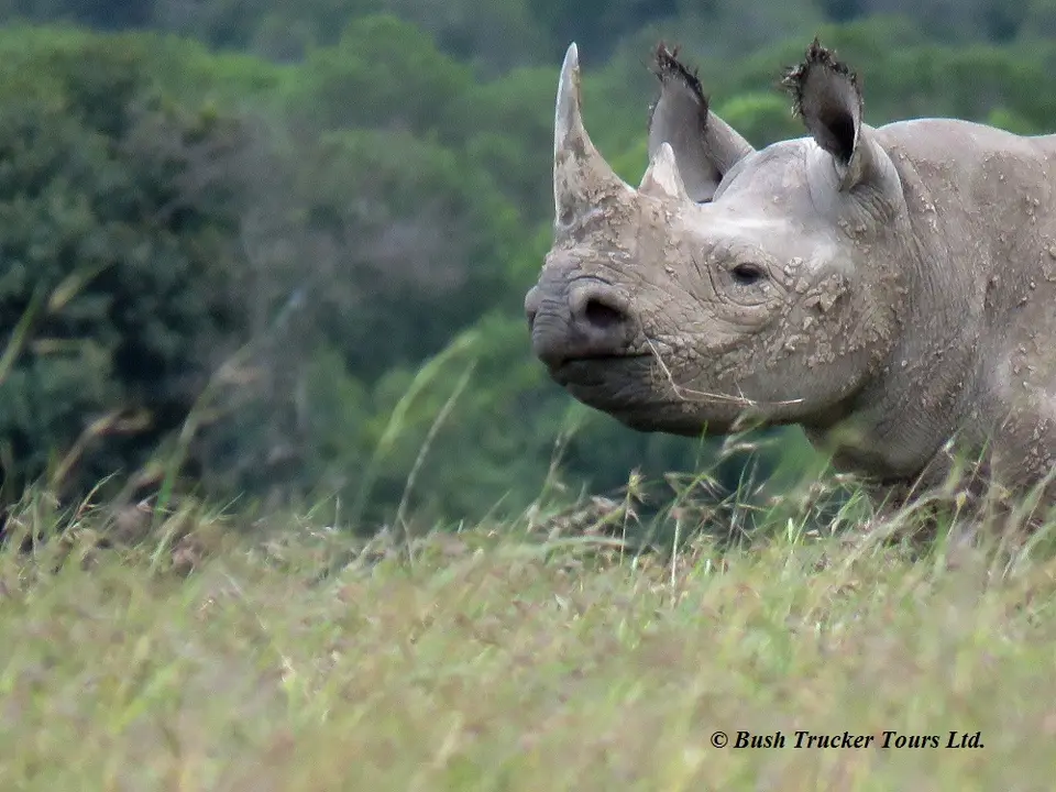 BlackRhino2.jpg