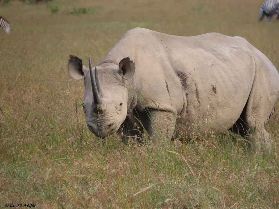 BlackRhinoRoli.jpg