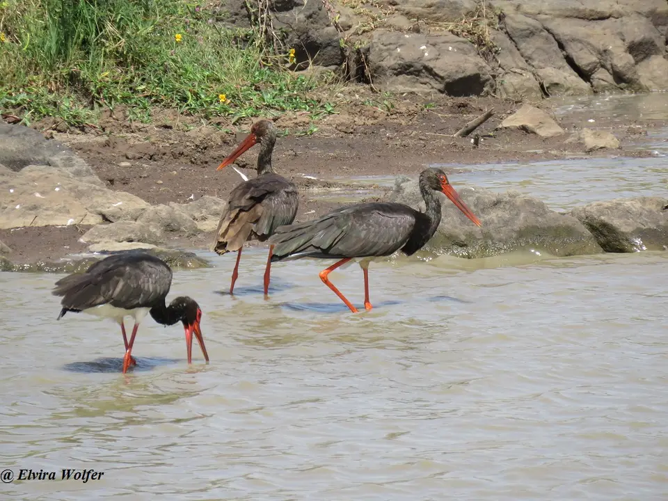 BlackStork1.jpg