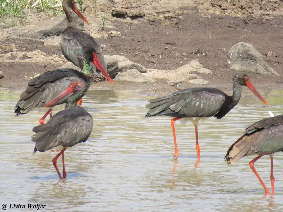 BlackStork2.jpg