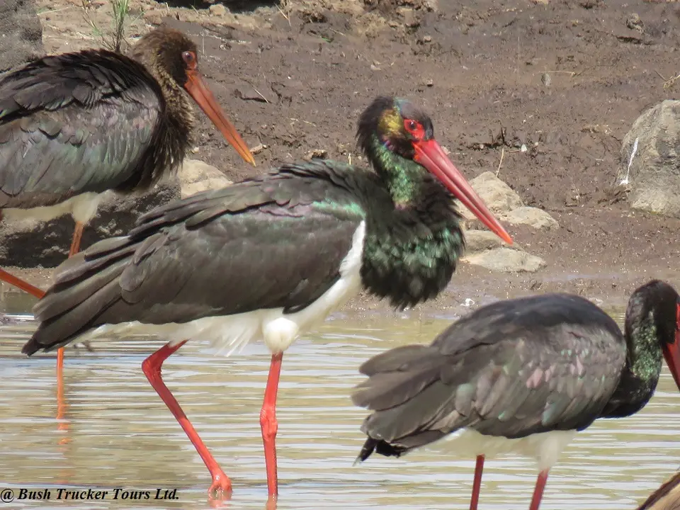 BlackStork3.jpg